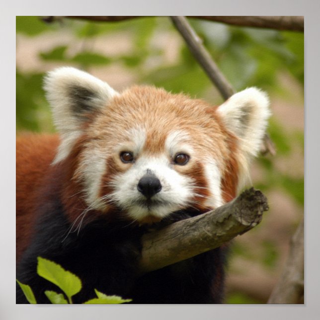 red-panda-005 poster (Front)