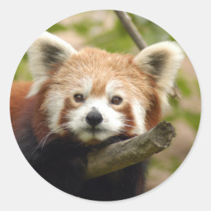 red-panda-007 classic round sticker