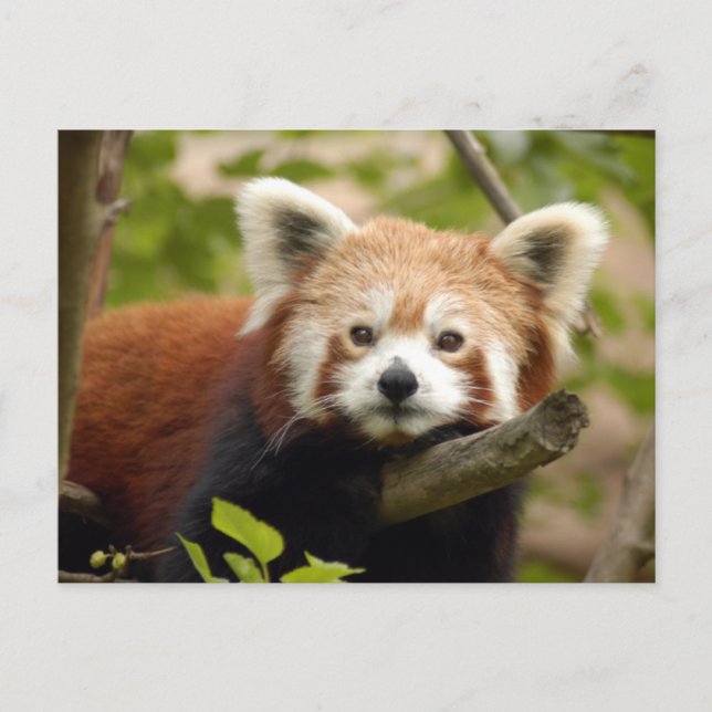 red-panda-007 postcard (Front)
