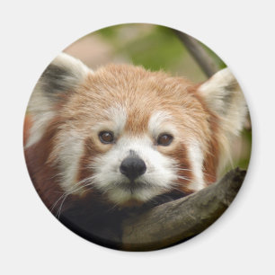 red-panda-010 magnet