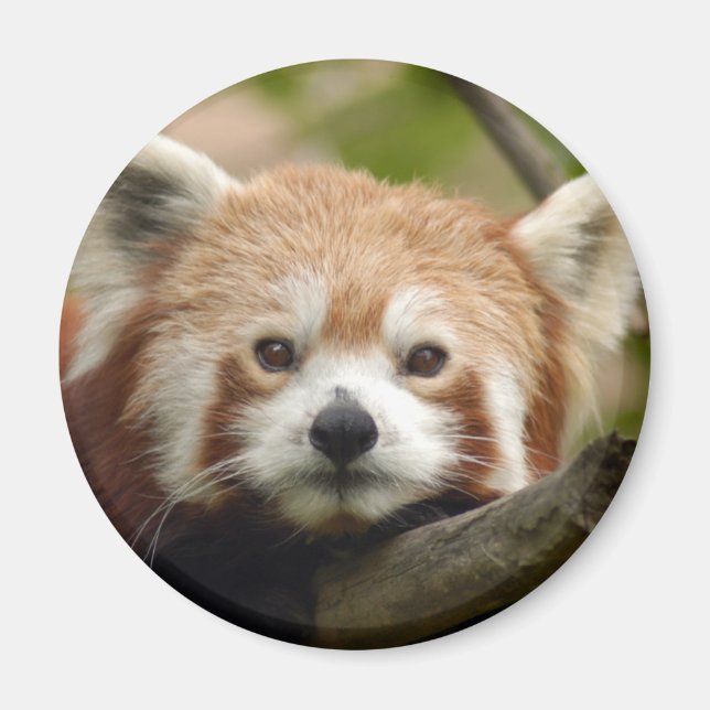 red-panda-010 magnet (Front)