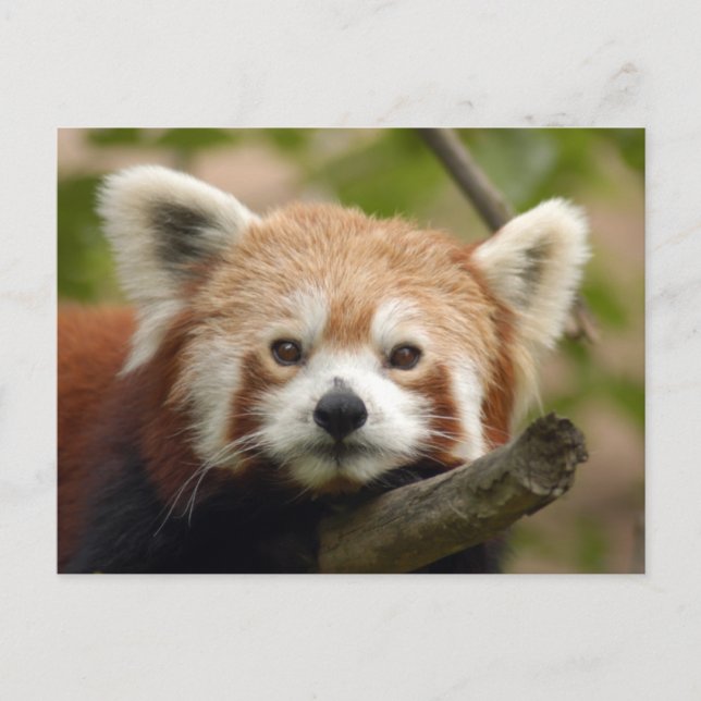 red-panda-010 postcard (Front)