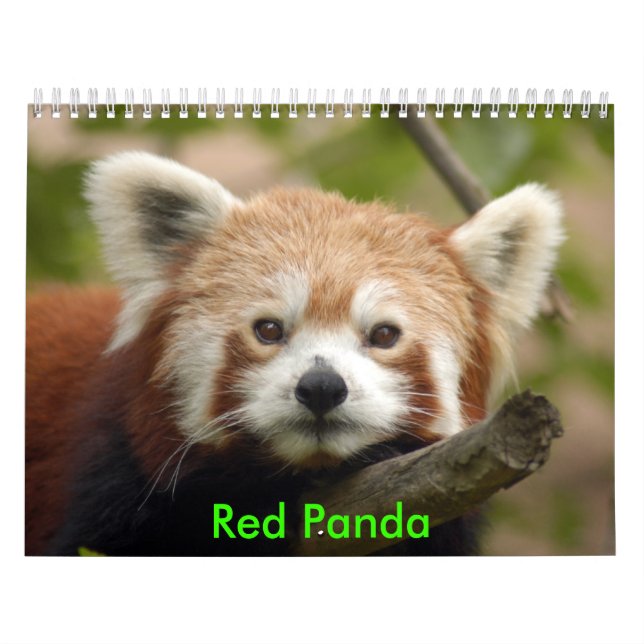 red-panda-010, Red Panda Calendar (Cover)