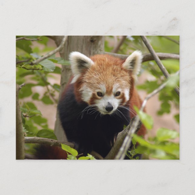 red-panda-023 postcard (Front)