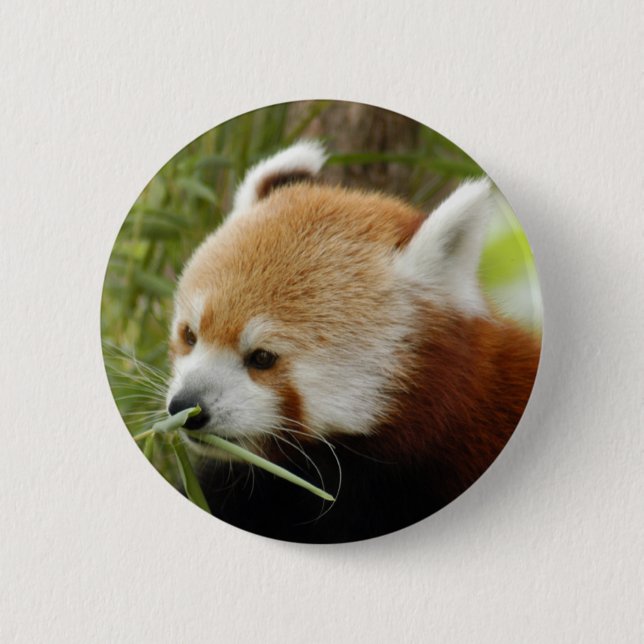 red-panda-031 6 cm round badge (Front)