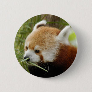 red-panda-031 6 cm round badge