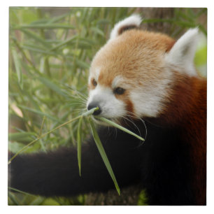 red-panda-031 tile