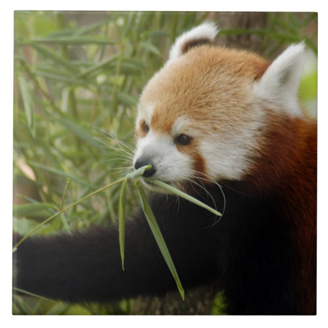 red-panda-031 tile (Front)