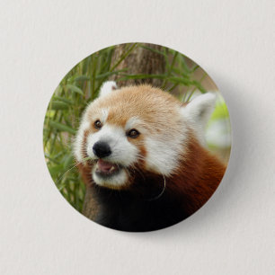 red-panda-033 6 cm round badge