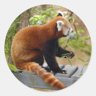 red-panda-037 classic round sticker