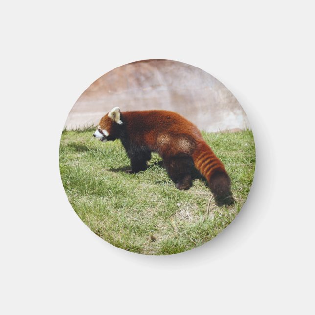 red-panda-043 magnet (Front)