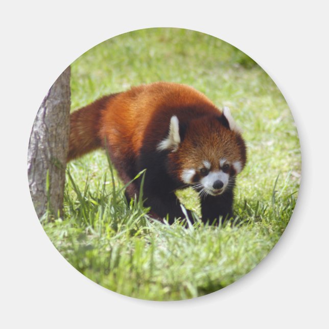 red-panda-049 magnet (Front)