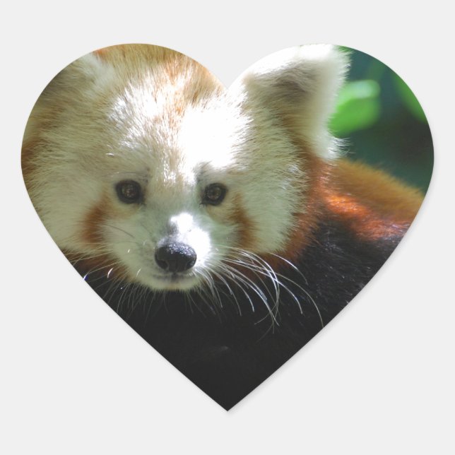 red-panda-11.jpg heart sticker (Front)