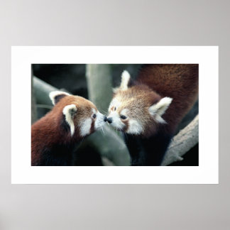 Red Panda #1 Poster