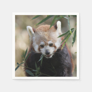 Red_Panda_2015_0311 Napkin
