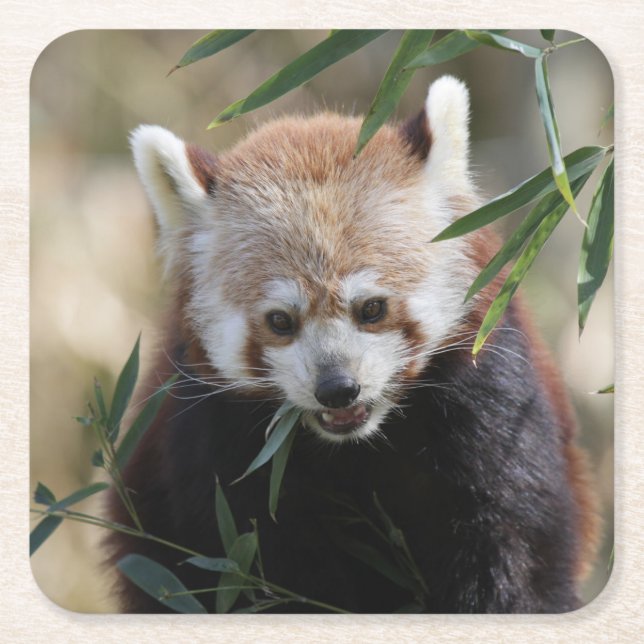 Red_Panda_2015_0311 Square Paper Coaster (Front)