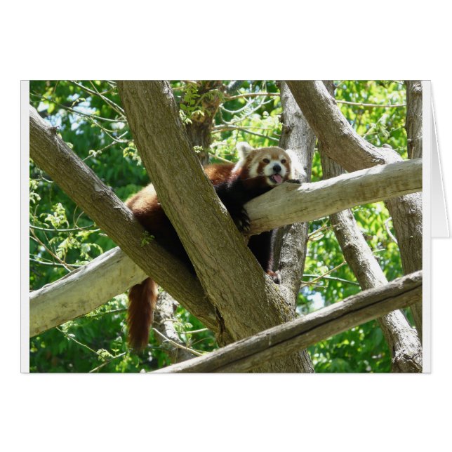 red panda,3 (Front Horizontal)