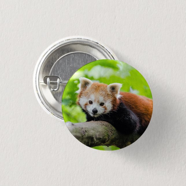 Red Panda 3 Cm Round Badge (Front & Back)