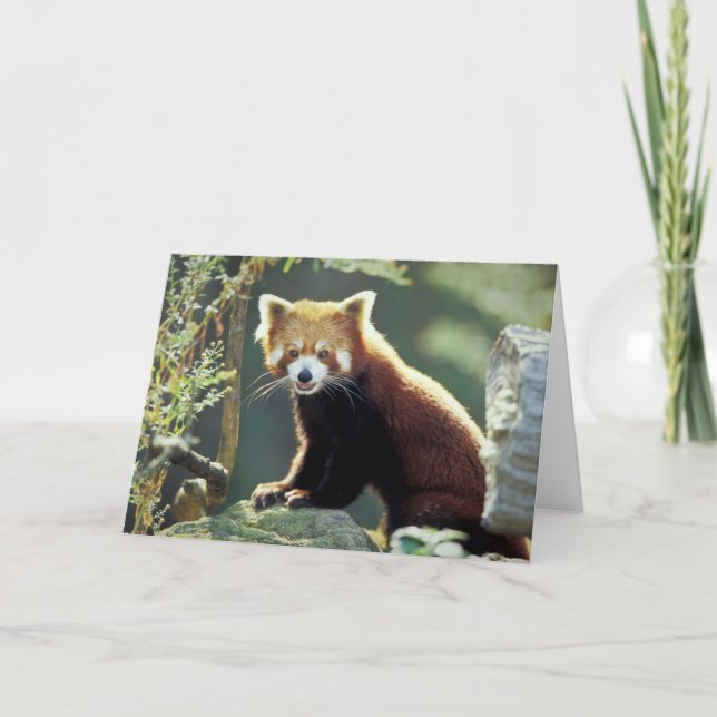 Red Panda Ailurus fulgens) Card (Front)