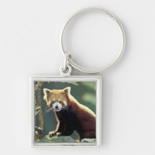 Red Panda Ailurus fulgens) Key Ring