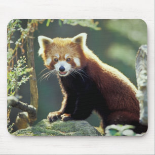 Red Panda Ailurus fulgens) Mouse Mat