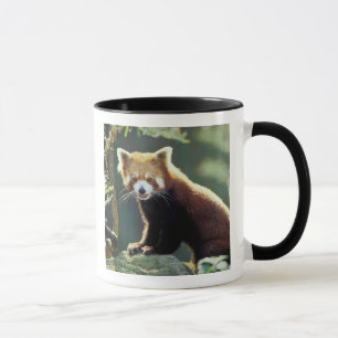 Red Panda Ailurus fulgens) Mug