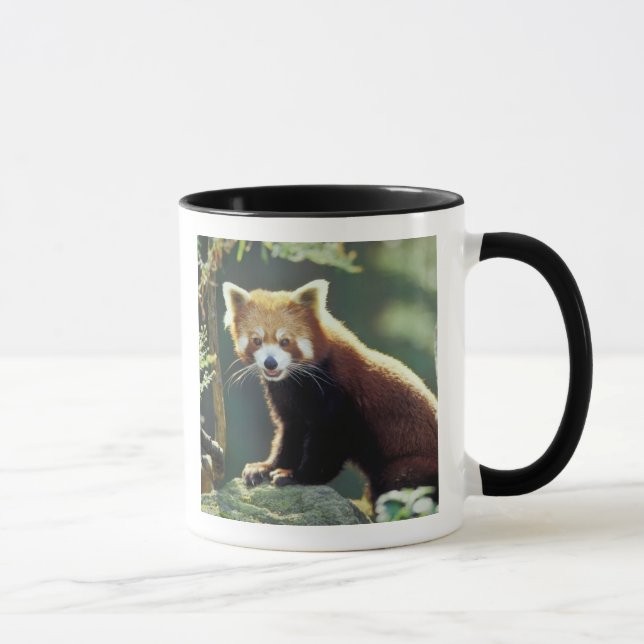 Red Panda Ailurus fulgens) Mug (Right)