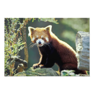 Red Panda Ailurus fulgens) Photo Print