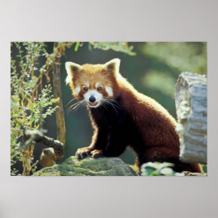 Red Panda Ailurus fulgens) Poster