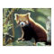 Red Panda Ailurus fulgens)