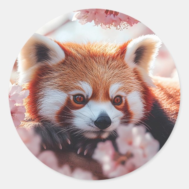 Red Panda Among Cherry Blossoms  Classic Round Sticker (Front)