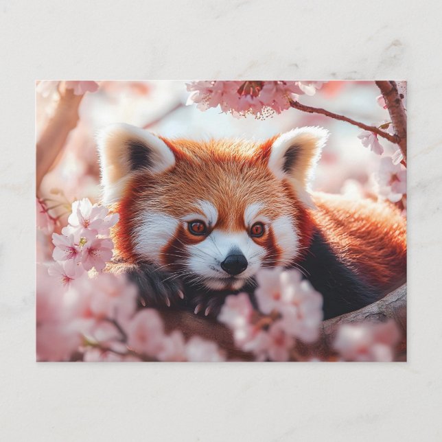 Red Panda Among Cherry Blossoms  Holiday Postcard (Front)