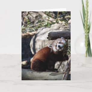 Red Panda and Bamboo Card