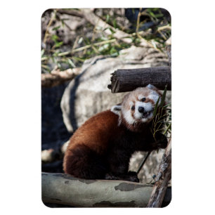 Red Panda and Bamboo Magnet