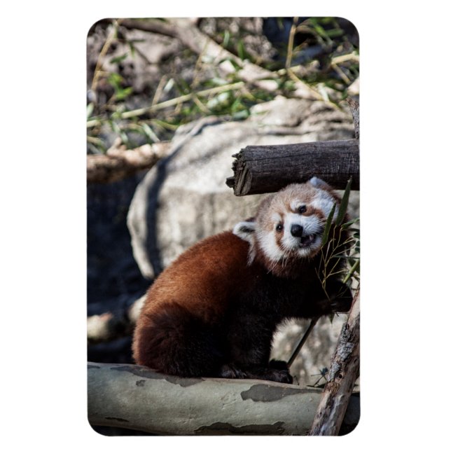 Red Panda and Bamboo Magnet (Vertical)