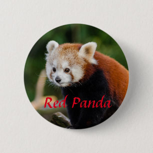 Red Panda Animal Photography 6 Cm Round Badge