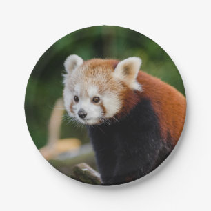 Red Panda Bear Paper Plate