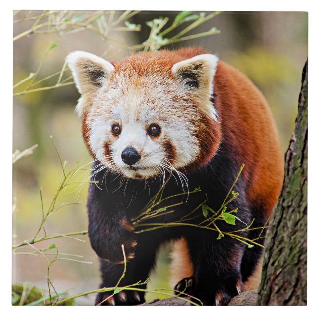 Red Panda Bear Tile (Front)