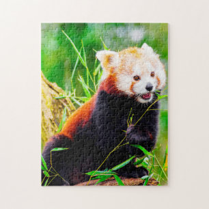 Red Panda Bears. Jigsaw Puzzle
