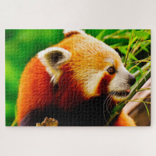 Red Panda Bears. Jigsaw Puzzle