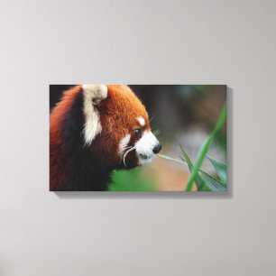 Red panda canvas print