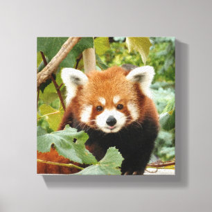 Red Panda Canvas Print