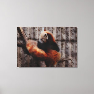 Red Panda Canvas Print