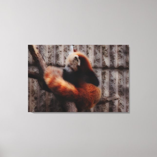 Red Panda Canvas Print (Front)