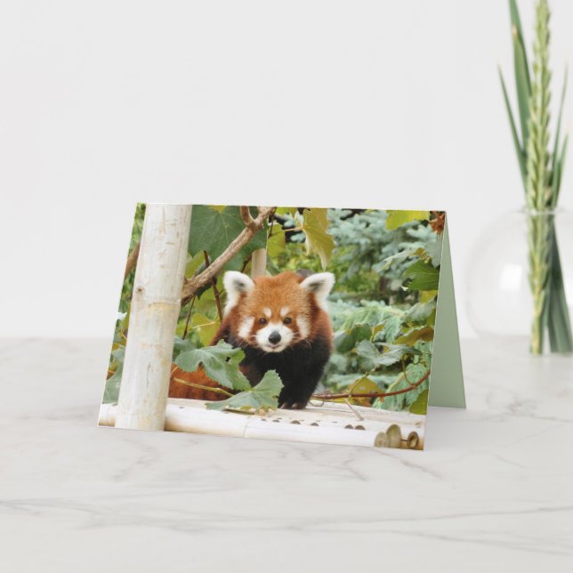 Red Panda Card (Front)