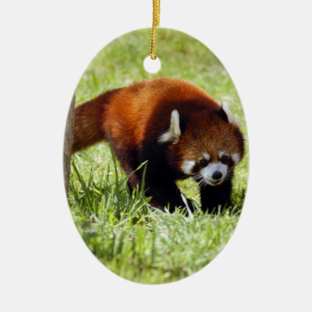 Red Panda Christmas Ornament (Front)