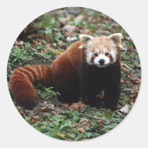 Red Panda Classic Round Sticker
