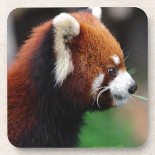 Red panda coaster