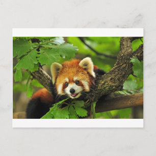 Red Panda Cub Postcard