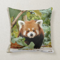 Red Panda